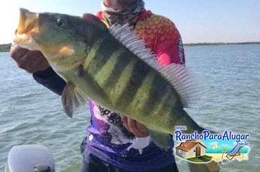 Chumbinho Guia de Pesca e Piloteiro em Miguelopolis - Chumbinho Guia de Pesca e Piloteiro em Miguelópolis