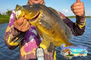 Chumbinho Guia de Pesca e Piloteiro em Miguelopolis - Tucunaré Amarelo