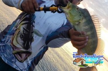 Wellington Japonês Guia de Pesca e Piloteiro em Miguelopolis - Wellington Pescador Guia de Pesca e Piloteiro em Miguelópolis