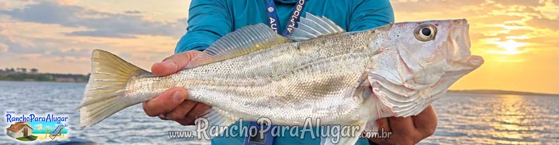 Adrian Master Guia de Pesca e Piloteiro em Miguelopolis