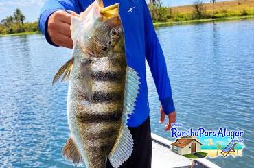 Adrian Master Guia de Pesca e Piloteiro em Miguelopolis